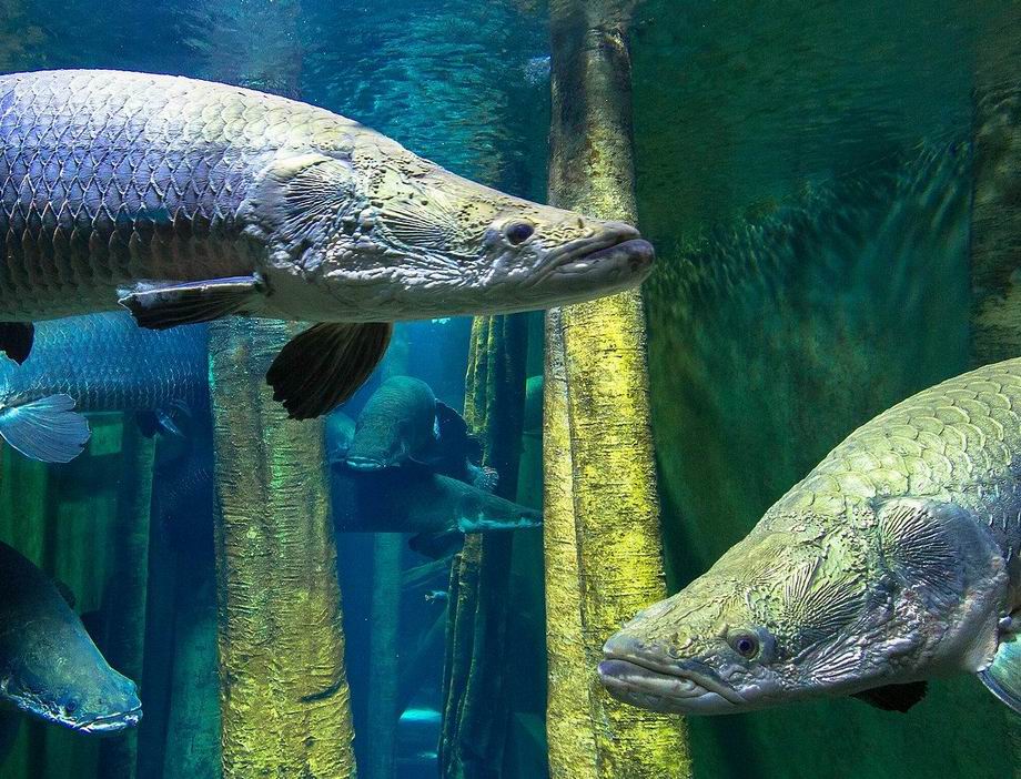 acuario fluvial zaragoza